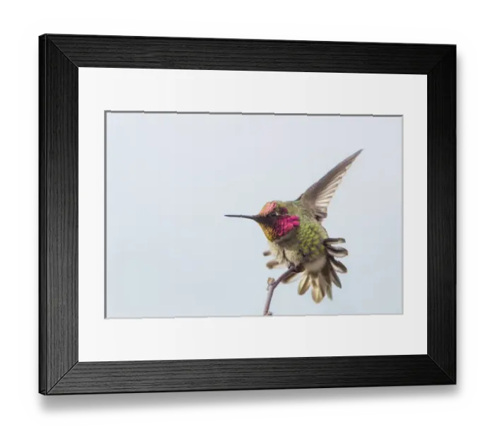 Framed Print : USA. Washington State. Adult male Annas Hummingbird (Calypte anna) stretches Framed Print : USA. Washington State. Adult male Annas Hummingbird (Calypte anna) stretches