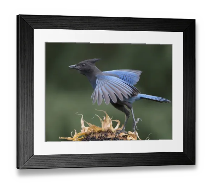 Framed Print : USA. Washington State. Stellers Jay (Cyanocitta stelleri) flies from a sunflower
