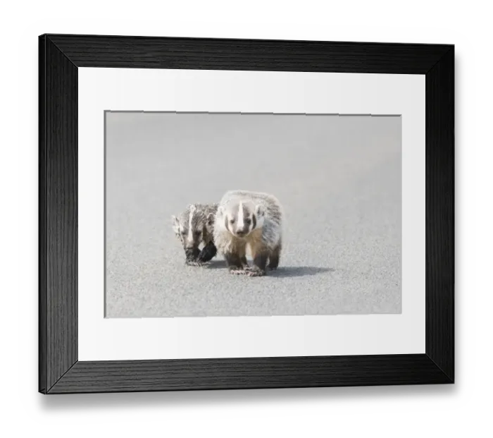 Framed Print : USA. Washington State. American Badger (Taxidea taxus) and offspring cross a rural Framed Print : USA. Washington State. American Badger (Taxidea taxus) and offspring cross a rural