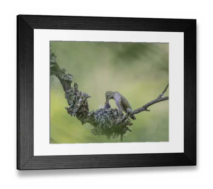 Framed Print : USA. Washington State. Adult female Annas Hummingbird (Calypte anna) at cup Framed Print : USA. Washington State. Adult female Annas Hummingbird (Calypte anna) at cup