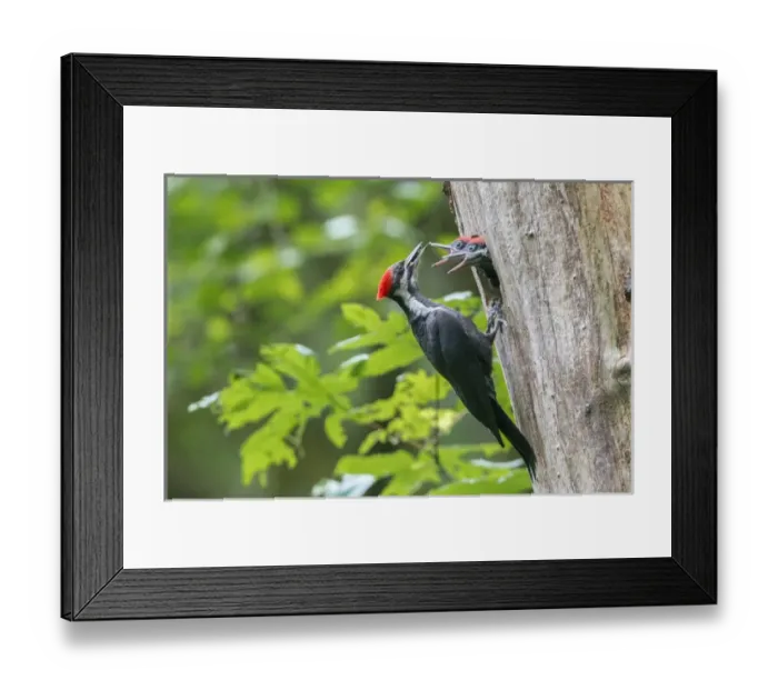 Framed Print : USA. Washington State. Female Pileated Woodpecker (Dryocopus pileatus) feeds begging Framed Print : USA. Washington State. Female Pileated Woodpecker (Dryocopus pileatus) feeds begging