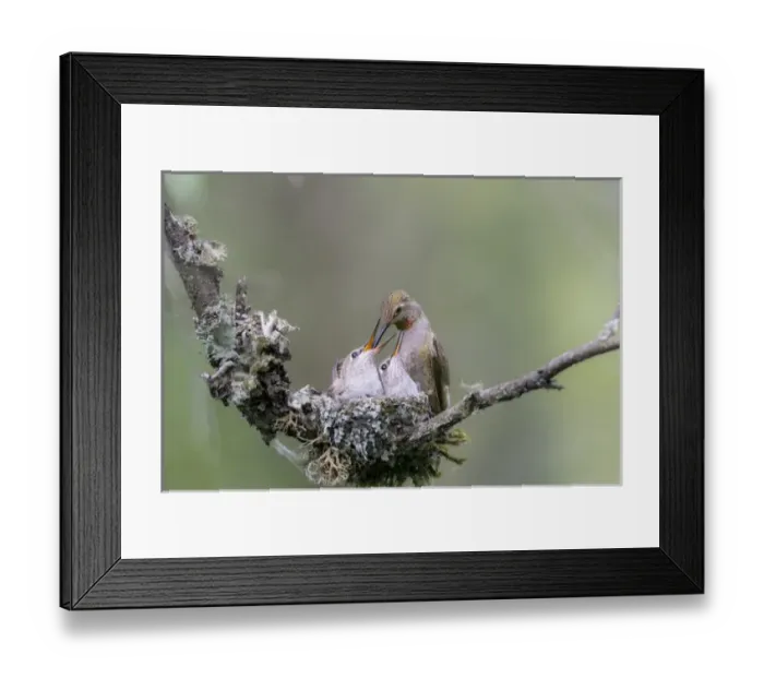 Framed Print : USA. Washington State. Adult female Annas Hummingbird (Calypte anna) at cup Framed Print : USA. Washington State. Adult female Annas Hummingbird (Calypte anna) at cup