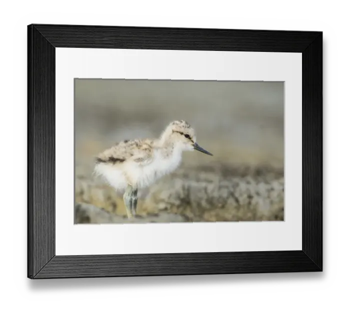 Framed Print : USA. Washington State. American Avocet (Recurvirostra americana) chick forages along