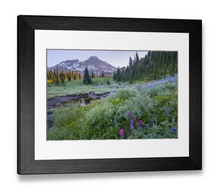 Framed Print : USA. Washington State. Mt. Rainier looms above tarn and wildflowers at Indian Henry s Framed Print : USA. Washington State. Mt. Rainier looms above tarn and wildflowers at Indian Henry s
