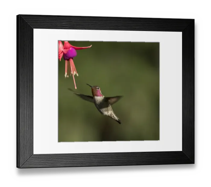 Framed Print : USA. Washington State. Male Annas Hummingbird (Calypte anna) hovers at a fuchsia