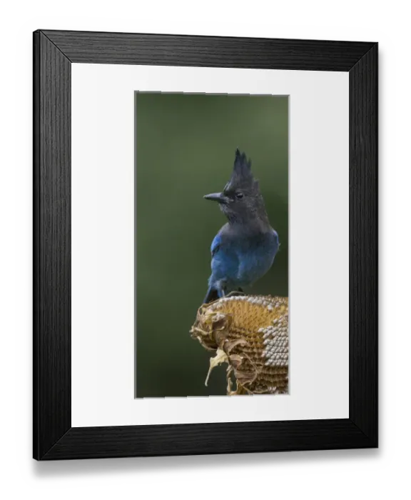 Framed Print : USA. Washington State. Stellers Jay (Cyanocitta stelleri) collects sunflower