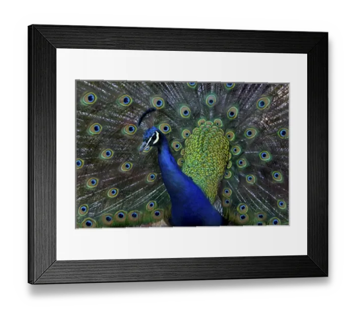 Framed Print : United States, Washington, Olympic Peninsula, Male Peacock Framed Print : United States, Washington, Olympic Peninsula, Male Peacock