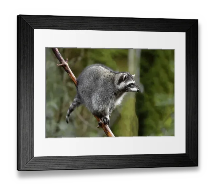 Framed Print : Raccoon (Procyon lotor) in tree, western Washington, USA