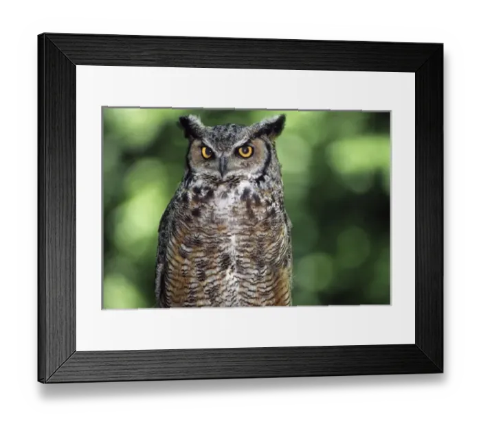 Framed Print : Great horned owl (Bubo virginianus), western Cascade Mountains, Washington, USA