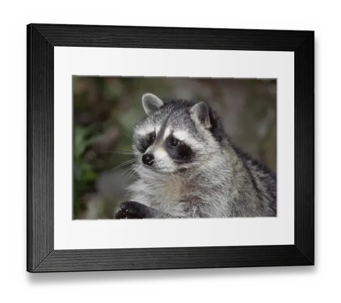 Framed Print : Raccoon, (Procyon lotor) foraging, western Washington, USA Framed Print : Raccoon, (Procyon lotor) foraging, western Washington, USA
