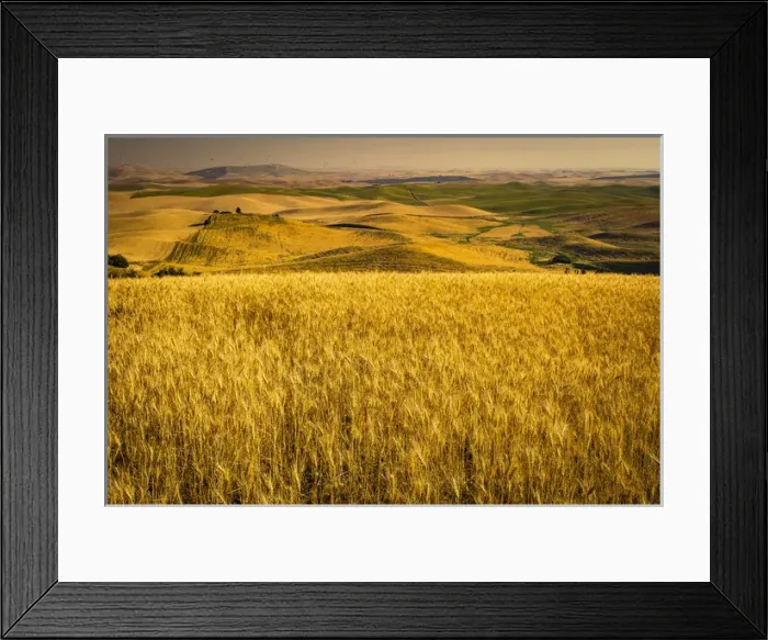 Framed Print : USA, Washington, rolling farmland, harvest time Framed Print : USA, Washington, rolling farmland, harvest time