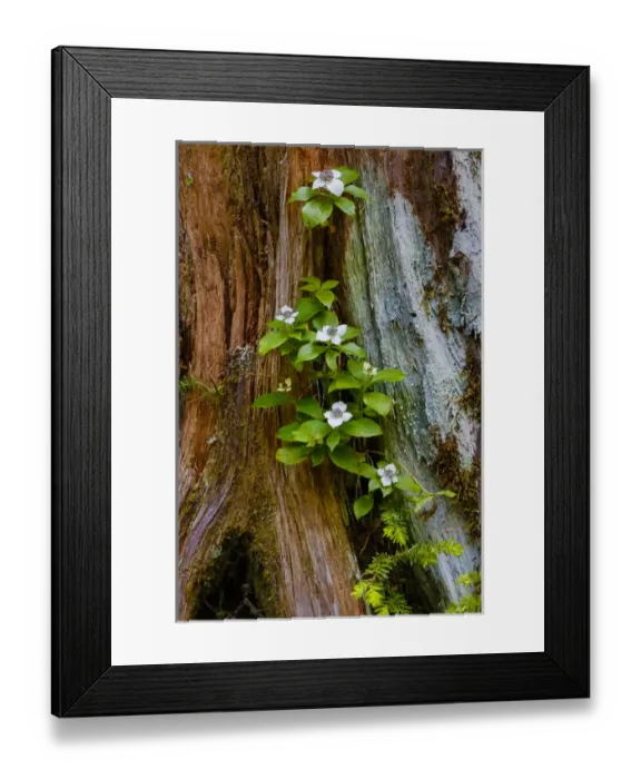 Framed Print : USA, Washington, Olympic National Park, Wildflowers at Base of Tree Framed Print : USA, Washington, Olympic National Park, Wildflowers at Base of Tree