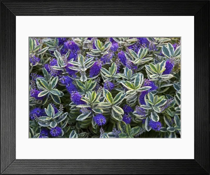 Framed Print : USA, Washington, Seattle, Flowers