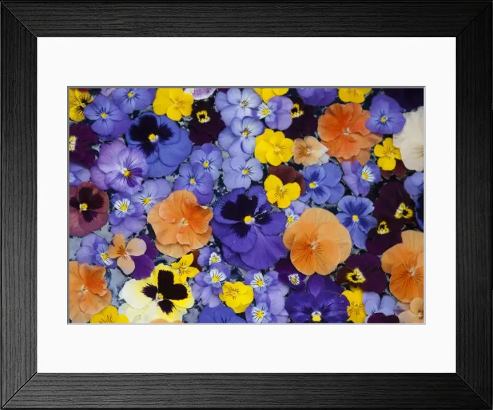 Framed Print : USA, Washington, Sammimish, Pansies