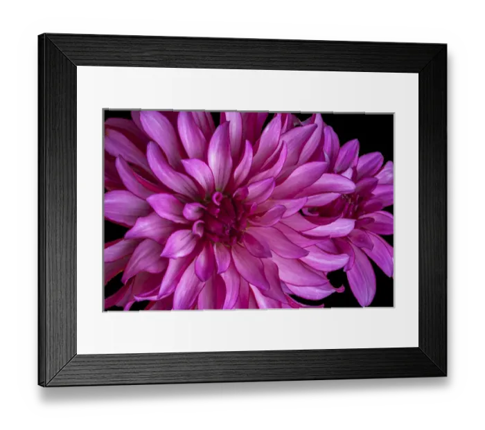 Framed Print : USA, Washington, Sammamish, Pink Flower, Digitally Altered