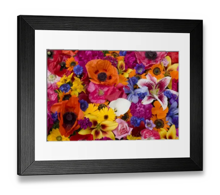 Framed Print : USA, Washington, Sammamish, An Array of Color Framed Print : USA, Washington, Sammamish, An Array of Color