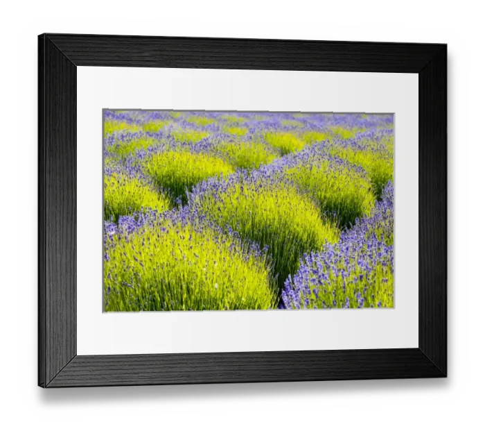 Framed Print : USA, Washington, Port Angeles, Lavender Field Framed Print : USA, Washington, Port Angeles, Lavender Field