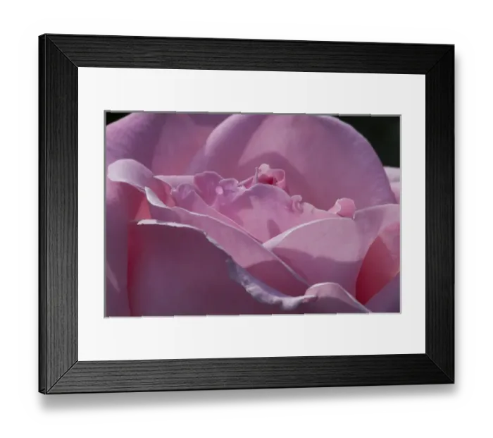 Framed Print : USA, Washington, Sammamish, Pink Rose
