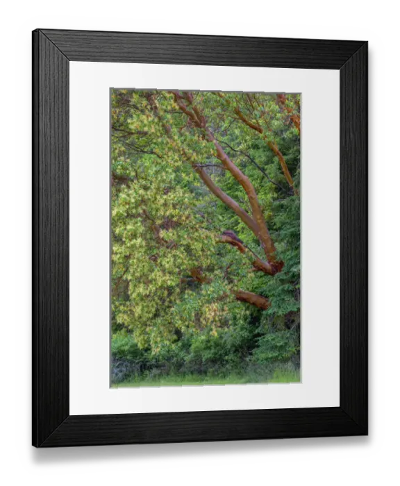 Framed Print : USA, Washington, San Juan Island National Historical Park, English Camp, Pacific
