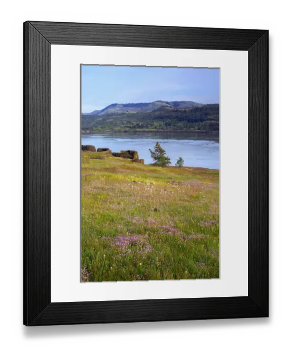 Framed Print : USA, Washington, Columbia River Gorge National Scenic Area, Rosy plectritis blooms Framed Print : USA, Washington, Columbia River Gorge National Scenic Area, Rosy plectritis blooms