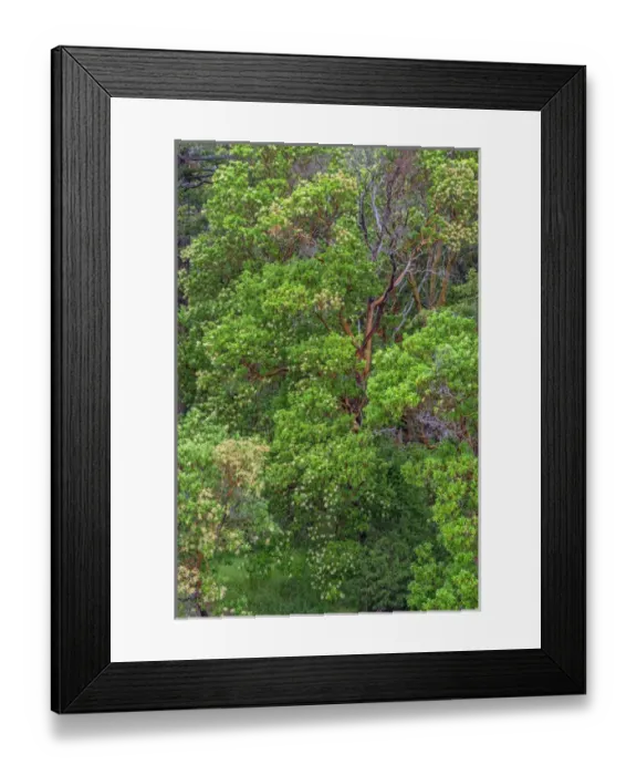 Framed Print : USA, Washington, San Juan Island National Historical Park, English Camp, Pacific Framed Print : USA, Washington, San Juan Island National Historical Park, English Camp, Pacific