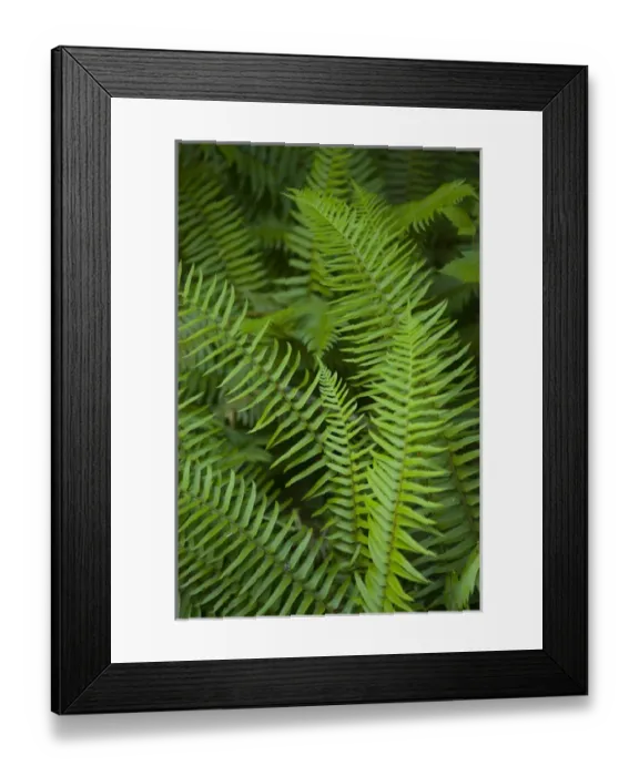 Framed Print : United States, Washington, Olympic National Park, Hoh Rain Forest, ferns Framed Print : United States, Washington, Olympic National Park, Hoh Rain Forest, ferns