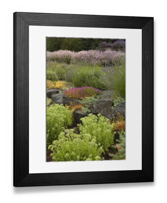Framed Print : North America, United States, Washington, Sequim, display garden at Lavender Festival Framed Print : North America, United States, Washington, Sequim, display garden at Lavender Festival