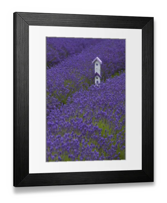Framed Print : North America, United States, Washington, Sequim, whimsical birdhouse in field with