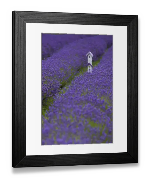 Framed Print : North America, United States, Washington, Sequim, whimsical birdhouse in field with