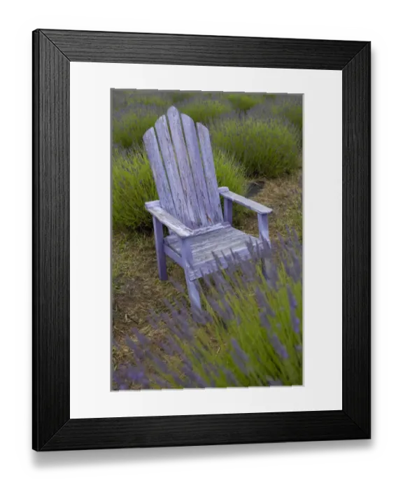 Framed Print : North America, United States, Washington, Sequim, old purple adirondack chair Framed Print : North America, United States, Washington, Sequim, old purple adirondack chair