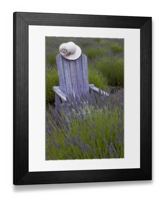 Framed Print : North America, United States, Washington, Sequim, old purple adirondack chair Framed Print : North America, United States, Washington, Sequim, old purple adirondack chair