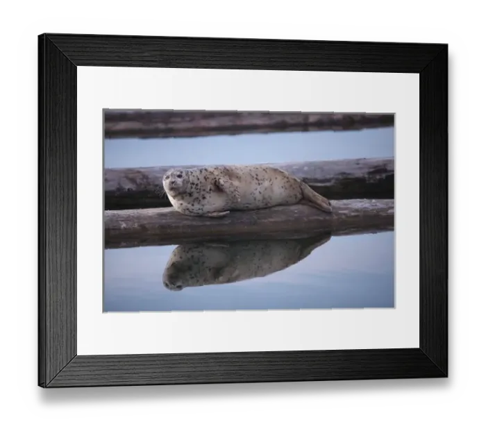 Framed Print : North America, United States, Washington, Everett, Harbor Seal (Phoca vitulina)