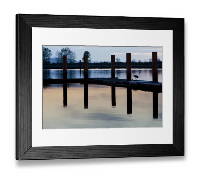 Framed Print : North America, United States, Washington, Everett, great blue heron (Ardea herodias)