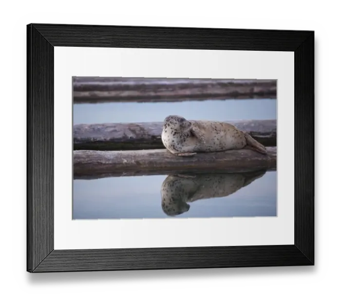Framed Print : North America, United States, Washington, Everett, Harbor Seal (Phoca vitulina) Framed Print : North America, United States, Washington, Everett, Harbor Seal (Phoca vitulina)