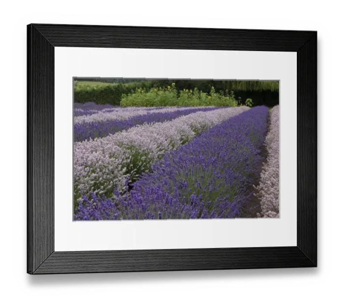 Framed Print : North America, United States, Washington, Sequim, rows of different shades of lavender Framed Print : North America, United States, Washington, Sequim, rows of different shades of lavender