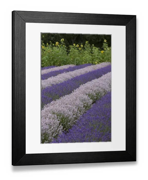 Framed Print : North America, United States, Washington, Sequim, rows of different shades of lavender Framed Print : North America, United States, Washington, Sequim, rows of different shades of lavender