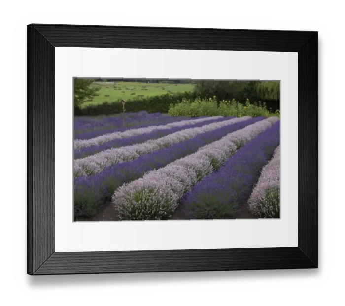 Framed Print : North America, United States, Washington, Sequim, rows of different shades of lavender Framed Print : North America, United States, Washington, Sequim, rows of different shades of lavender