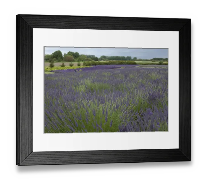 Framed Print : North America, United States, Washington, Sequim, fields in bloom at Lavender Festival Framed Print : North America, United States, Washington, Sequim, fields in bloom at Lavender Festival