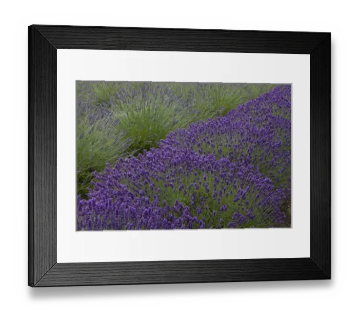 Framed Print : North America, United States, Washington, Sequim, rows of lavender in field at Lavender Festival Framed Print : North America, United States, Washington, Sequim, rows of lavender in field at Lavender Festival