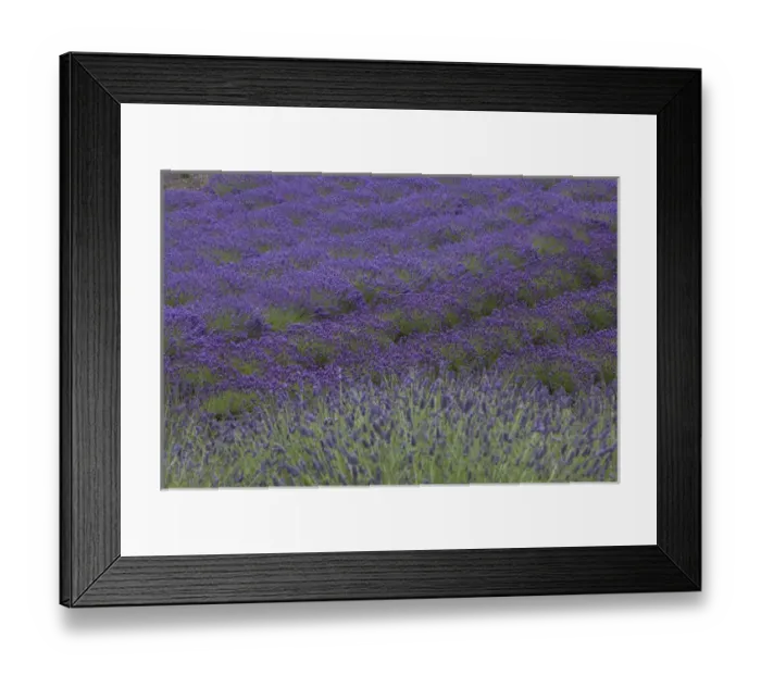 Framed Print : North America, United States, Washington, Sequim, rows of lavender in field at Lavender Festival Framed Print : North America, United States, Washington, Sequim, rows of lavender in field at Lavender Festival