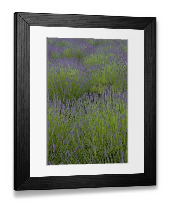 Framed Print : North America, United States, Washington, Sequim, rows of lavender in field at Lavender Festival Framed Print : North America, United States, Washington, Sequim, rows of lavender in field at Lavender Festival