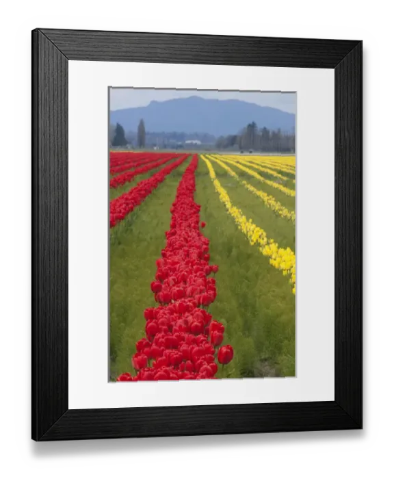 Framed Print : North America, United States, Washington, Mount Vernon, tulips in bloom at annual Framed Print : North America, United States, Washington, Mount Vernon, tulips in bloom at annual