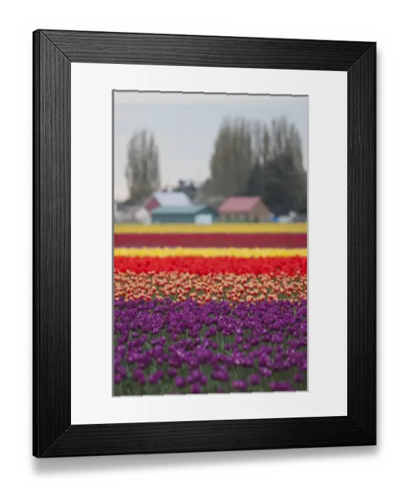 Framed Print : North America, United States, Washington, Mount Vernon, tulips in bloom at annual Framed Print : North America, United States, Washington, Mount Vernon, tulips in bloom at annual