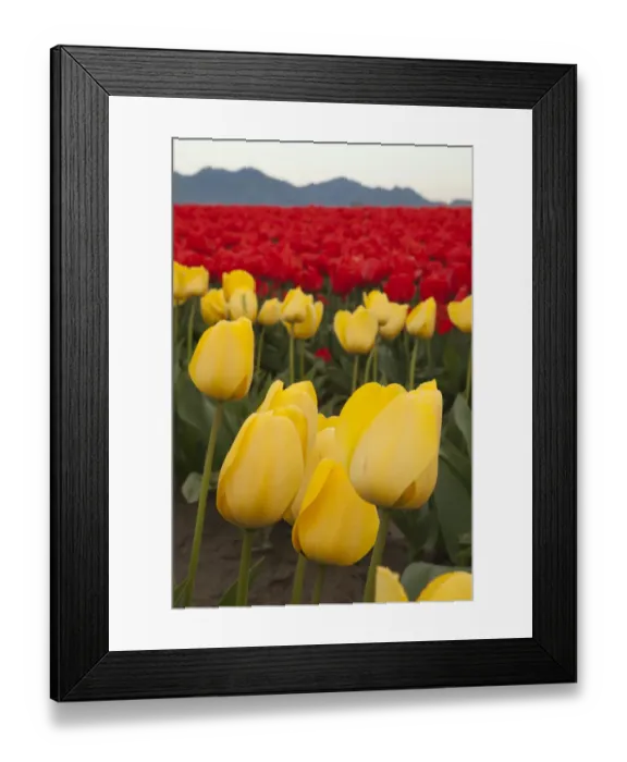 Framed Print : North America, United States, Washington, Mount Vernon, tulips in bloom at annual Framed Print : North America, United States, Washington, Mount Vernon, tulips in bloom at annual