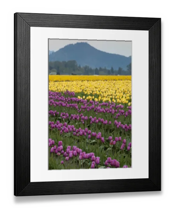 Framed Print : North America, United States, Washington, Mount Vernon, tulips in bloom at annual Framed Print : North America, United States, Washington, Mount Vernon, tulips in bloom at annual
