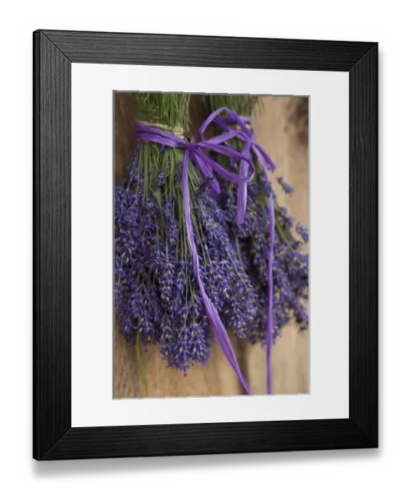 Framed Print : North America, United States, Washington, Sequim, bunches of lavender drying shed Framed Print : North America, United States, Washington, Sequim, bunches of lavender drying shed