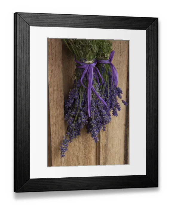 Framed Print : North America, United States, Washington, Sequim, bunches of lavender drying shed Framed Print : North America, United States, Washington, Sequim, bunches of lavender drying shed