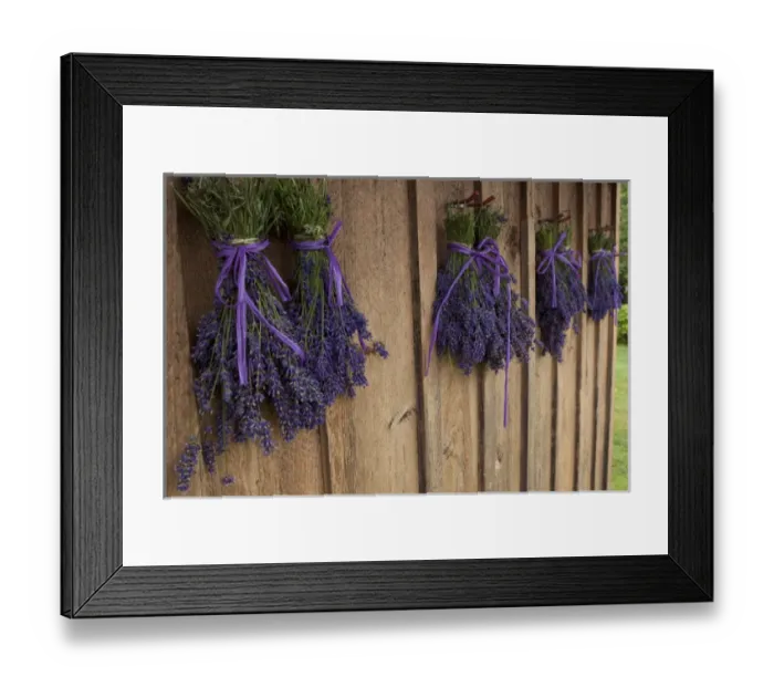 Framed Print : North America, United States, Washington, Sequim, bunches of lavender drying shed Framed Print : North America, United States, Washington, Sequim, bunches of lavender drying shed