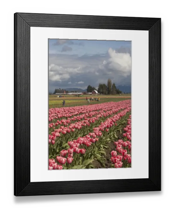 Framed Print : North America, United States, Washington, Mount Vernon, tulip fields in bloom Framed Print : North America, United States, Washington, Mount Vernon, tulip fields in bloom