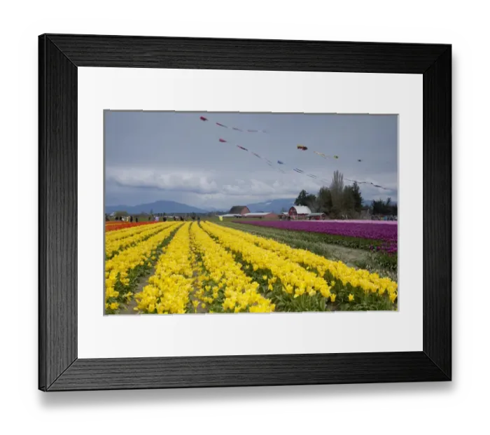 Framed Print : North America, United States, Washington, Mount Vernon, tulip fields in bloom Framed Print : North America, United States, Washington, Mount Vernon, tulip fields in bloom